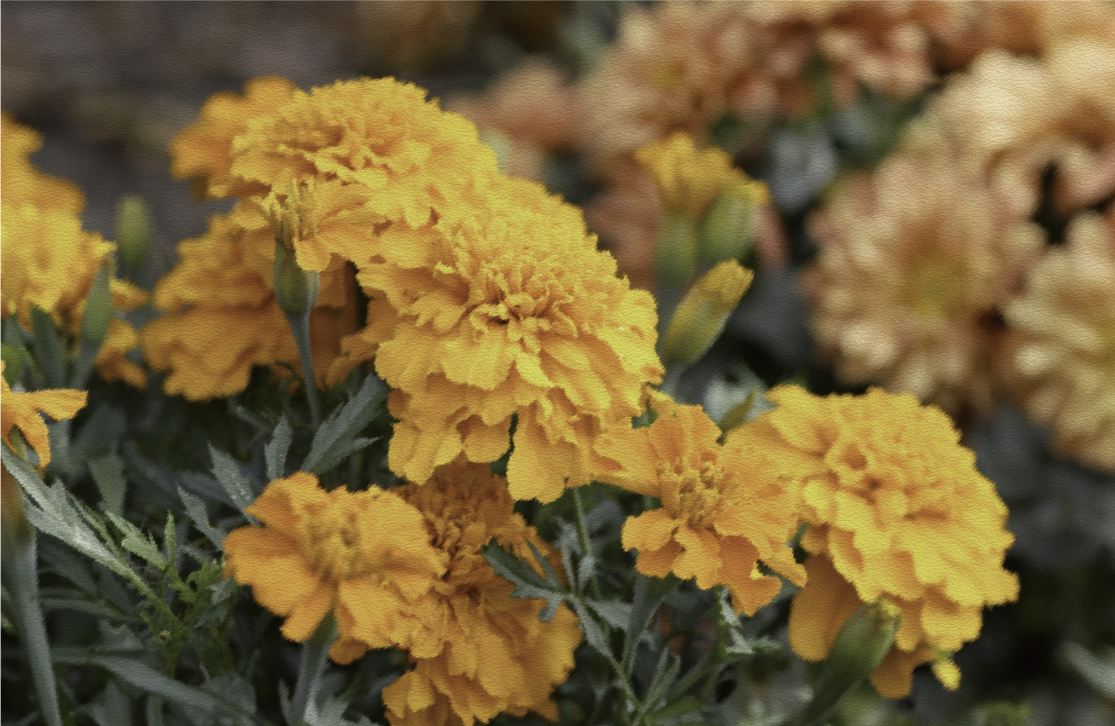 關於金盞花知多少